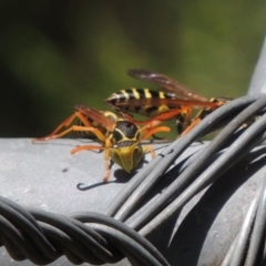 Polistes (Polistes) chinensis (Asian paper wasp) at Conder, ACT - 4 Apr 2023 by MichaelBedingfield