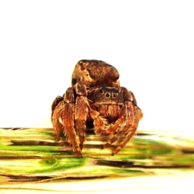 Acroaspis sp. (genus) (Twig Spider) at Cook, ACT - 12 Feb 2024 by CathB