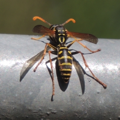 Polistes (Polistes) chinensis (Asian paper wasp) at Pollinator-friendly garden Conder - 4 Apr 2023 by michaelb
