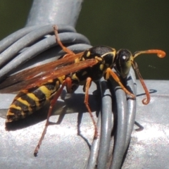 Polistes (Polistes) chinensis at Pollinator-friendly garden Conder - 4 Apr 2023