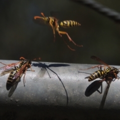 Polistes (Polistes) chinensis at Pollinator-friendly garden Conder - 4 Apr 2023