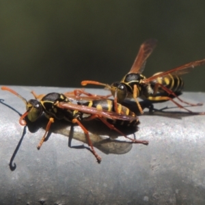 Polistes (Polistes) chinensis at Pollinator-friendly garden Conder - 4 Apr 2023 11:37 AM