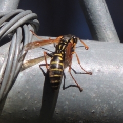 Polistes (Polistes) chinensis at Pollinator-friendly garden Conder - 4 Apr 2023