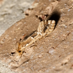 Moerarchis inconcisella (A tineid moth) at Harrison, ACT - 13 Feb 2024 by DPRees125