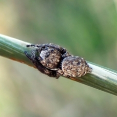 Unidentified Jumping or peacock spider (Salticidae) at Mount Painter - 12 Feb 2024 by CathB