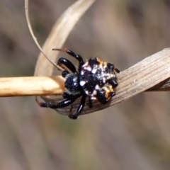 Austracantha minax (Christmas Spider, Jewel Spider) at Black Mountain - 10 Feb 2024 by CathB