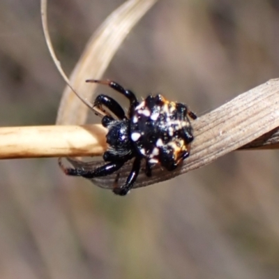 Austracantha minax (Christmas Spider, Jewel Spider) at Aranda, ACT - 9 Feb 2024 by CathB