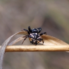 Austracantha minax at Black Mountain - 10 Feb 2024 10:14 AM