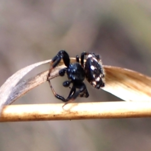 Austracantha minax at Black Mountain - 10 Feb 2024