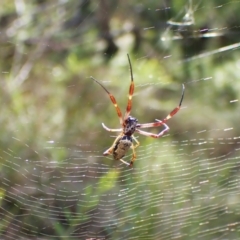 Trichonephila edulis (Golden orb weaver) at Black Mountain - 10 Feb 2024 by CathB