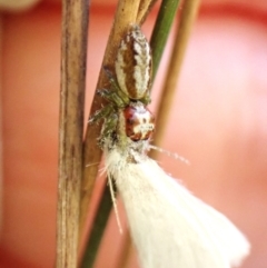 Opisthoncus abnormis (Long-legged Jumper) at Black Mountain - 9 Feb 2024 by CathB