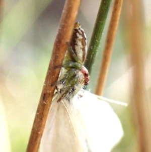 Opisthoncus abnormis at Black Mountain - 10 Feb 2024 09:41 AM