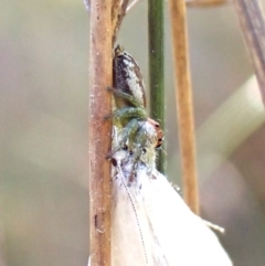 Opisthoncus abnormis at Black Mountain - 10 Feb 2024 09:41 AM