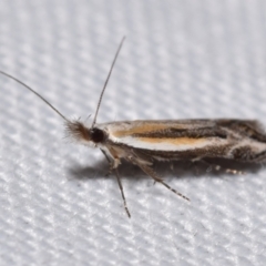Eutorna (genus) (A Gelechioid moth (Depressidae)) at QPRC LGA - 13 Feb 2024 by DianneClarke