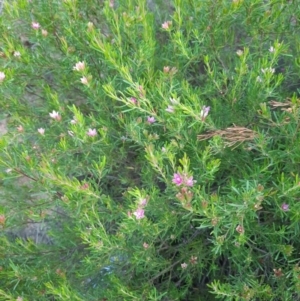 Crowea exalata subsp. exalata at Woodstock Nature Reserve - suppressed