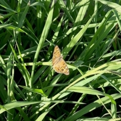 Junonia villida (Meadow Argus) at Aranda, ACT - 13 Feb 2024 by KMcCue