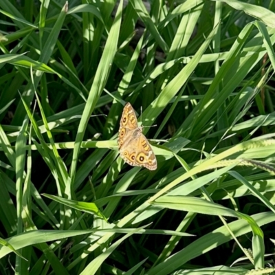 Junonia villida (Meadow Argus) at Aranda, ACT - 13 Feb 2024 by KMcCue