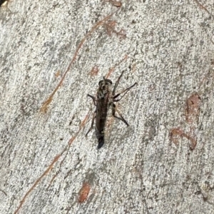 Cerdistus sp. (genus) at Aranda, ACT - 13 Feb 2024