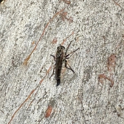 Unidentified Robber fly (Asilidae) at Aranda, ACT - 13 Feb 2024 by KMcCue