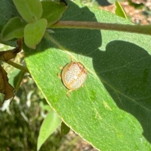 Paropsisterna m-fuscum at Aranda, ACT - 13 Feb 2024