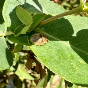 Paropsisterna m-fuscum at Aranda, ACT - 13 Feb 2024