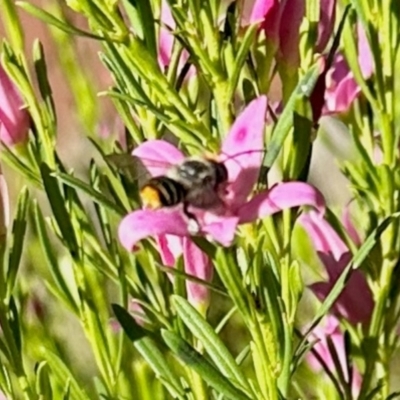 Megachile (Eutricharaea) maculariformis (Gold-tipped leafcutter bee) at Aranda, ACT - 11 Feb 2024 by KMcCue