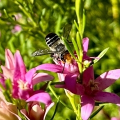 Megachile (Eutricharaea) maculariformis at GG182 - 11 Feb 2024 05:30 PM