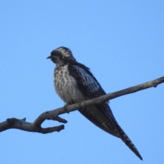 Cacomantis pallidus (Pallid Cuckoo) at Kambah, ACT - 12 Feb 2024 by HelenCross