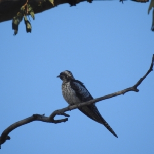 Cacomantis pallidus at Lions Youth Haven - Westwood Farm A.C.T. - 13 Feb 2024