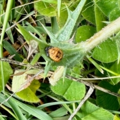 Harmonia conformis (Common Spotted Ladybird) at Aranda Bushland - 11 Feb 2024 by KMcCue