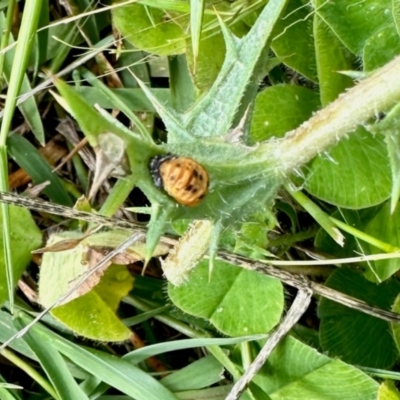 Harmonia conformis (Common Spotted Ladybird) at Aranda Bushland - 10 Feb 2024 by KMcCue