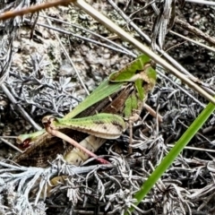 Gastrimargus musicus (Yellow-winged Locust or Grasshopper) at Namadgi National Park - 10 Feb 2024 by KMcCue