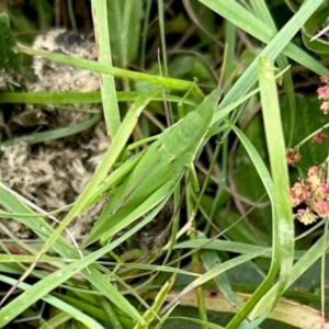 Atractomorpha australis at Namadgi National Park - 10 Feb 2024