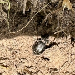 Unidentified Darkling beetle (Tenebrionidae) at Namadgi National Park - 10 Feb 2024 by KMcCue