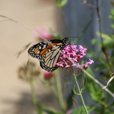 Danaus plexippus (Monarch) at QPRC LGA - 14 Feb 2024 by Csteele4