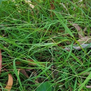 Microlaena stipoides at Black Mountain - 14 Feb 2024