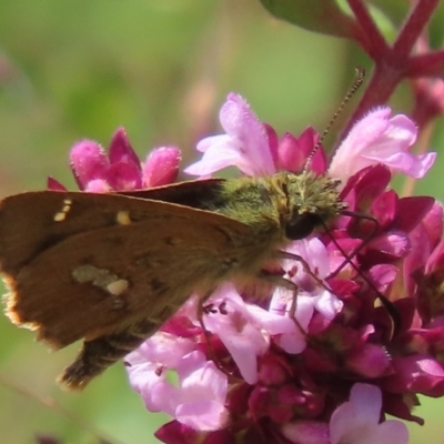 Dispar compacta (Barred Skipper) at Namadgi National Park - 14 Feb 2024 by SandraH