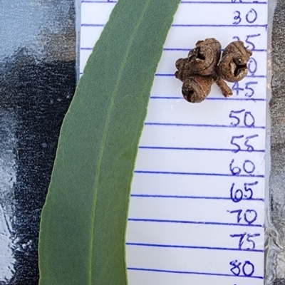 Eucalyptus mannifera subsp. mannifera (Brittle Gum) at Black Mountain - 14 Feb 2024 by Steve818