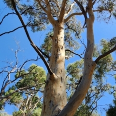 Eucalyptus mannifera subsp. mannifera at Black Mountain - 14 Feb 2024 03:17 PM