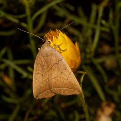 Simplicia armatalis (Crescent Moth) at Harrison, ACT - 13 Feb 2024 by DPRees125