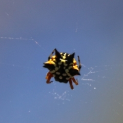 Austracantha minax at QPRC LGA - 14 Feb 2024 03:39 PM