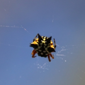 Austracantha minax at QPRC LGA - 14 Feb 2024