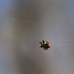 Austracantha minax at QPRC LGA - 14 Feb 2024