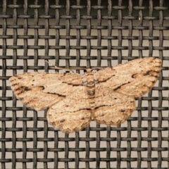 Ectropis excursaria (Common Bark Moth) at Harrison, ACT - 10 Feb 2024 by DPRees125