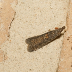Crocydopora cinigerella (A Pyralid moth) at Harrison, ACT - 13 Feb 2024 by DPRees125