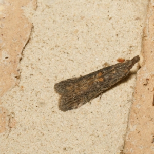 Crocydopora cinigerella at Harrison, ACT - 13 Feb 2024