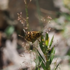 Hesperilla munionga at Namadgi National Park - 13 Feb 2024