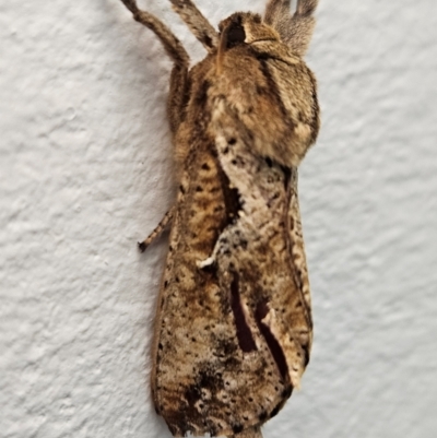 Elhamma australasiae (A Swift or Ghost moth (Hepialidae)) at Denman Prospect, ACT - 14 Feb 2024 by AaronClausen