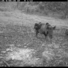 Sus scrofa (Pig (feral)) at Illilanga & Baroona - 25 Dec 2023 by Illilanga