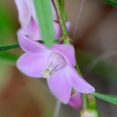 Crowea exalata by LisaH